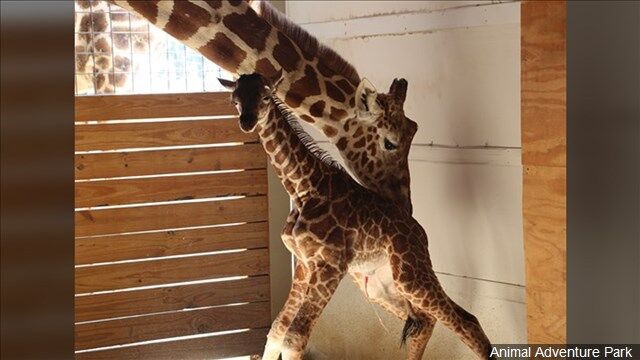 April the giraffe with calf